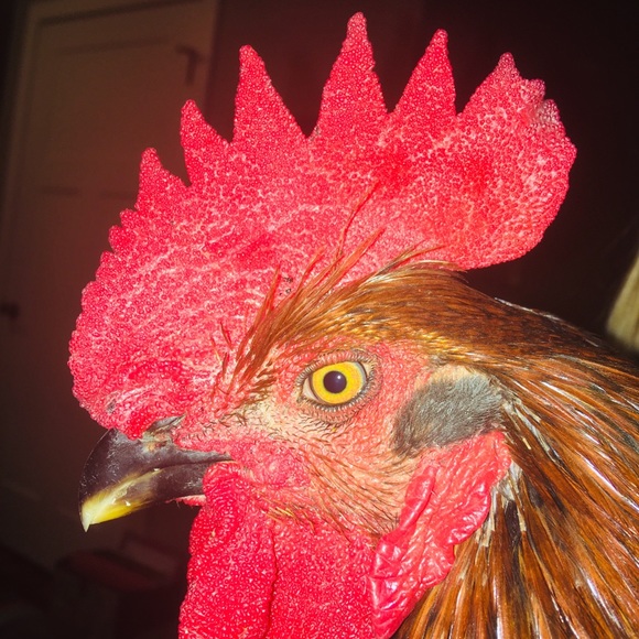 Meet your Posher, Parker - Picture 1 of 1